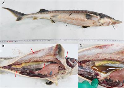 Staphylococcus sciuri causes disease and pathological changes in hybrid sturgeon acipenser baerii × acipenser schrencki